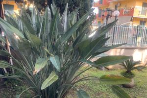 Appartamento arredato indipendente