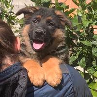 Cuccioli Pastore Tedesco