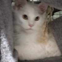 Cucciolo di Maine coon total white xxl