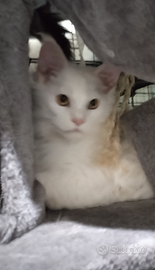 Cucciolo di Maine coon total white xxl
