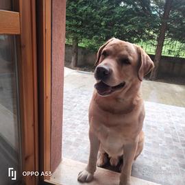 Labrador Miele per monta