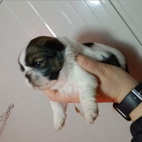 Shih tzu con pedigree