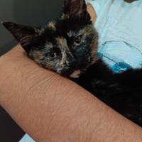 Gattine di 5 mesi
