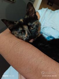 Gattine di 5 mesi
