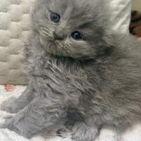 Cucciolo manto blu longhair