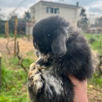 Conigli ariete minilop