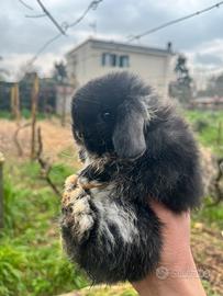 Conigli ariete minilop