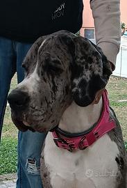 Splendida alano merle femmina, 17 mesi