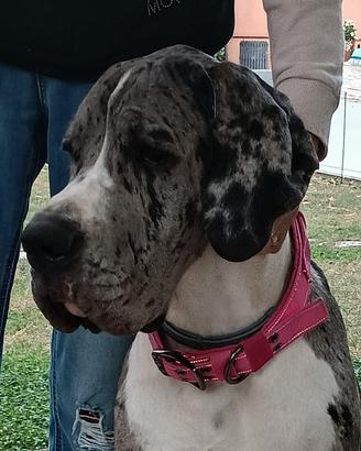 Splendida alano merle femmina, 17 mesi