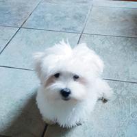 Maltese cucciolo