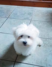 Maltese cucciolo