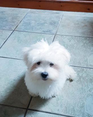 Maltese cucciolo