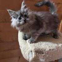 Maine Coon