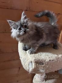 Maine Coon