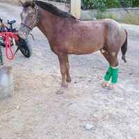 Pony