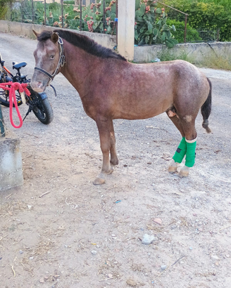 Pony