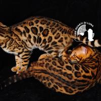 Cuccioli Bengala - Il Fascino della Natura a Casa