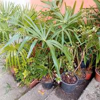 palme di varie dimensioni