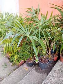 palme di varie dimensioni