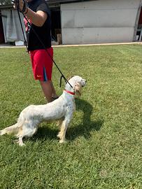 Splendida cagnolina tricolore di 1 anno e mezzo
