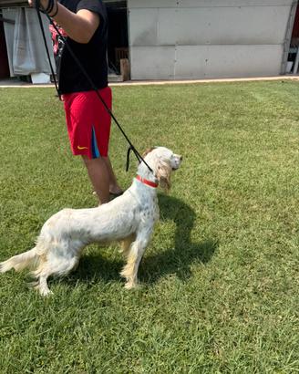 Splendida cagnolina tricolore di 1 anno e mezzo