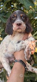 Setter inglese alta genetica