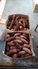 Pigne naturali per decorazioni e varie, 0,15 cad.