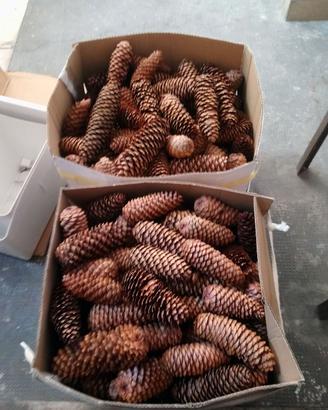 Pigne naturali per decorazioni e varie, 0,15 cad.