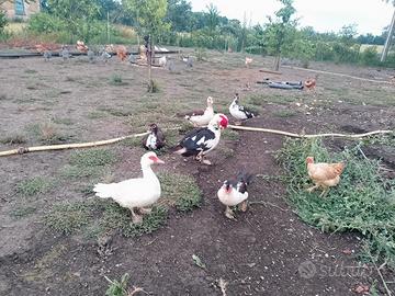 Anatre, galline e faraone