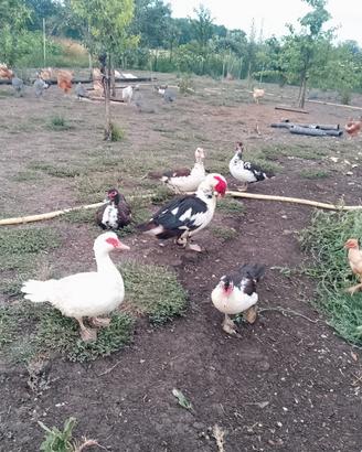 Anatre, galline e faraone