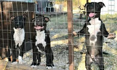 Staffordshire Bull Terrier (Staffy)