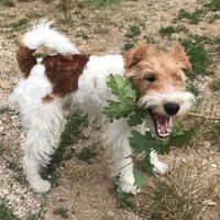 Fox terrier