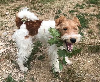 Fox terrier