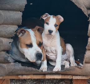 Amstaff