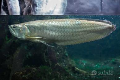 Arowana Silver (15cm & 50cm)