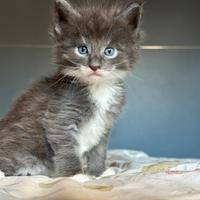 Cuccioli Maine Coon
