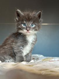 Cuccioli Maine Coon