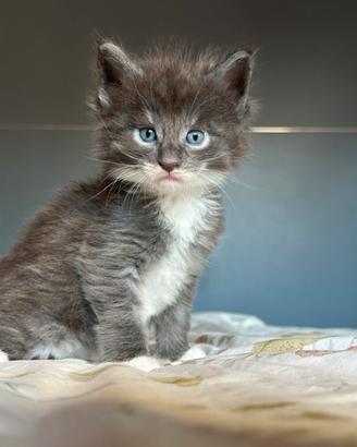 Cuccioli Maine Coon