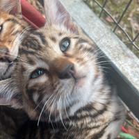 Cuccioli razza bengala