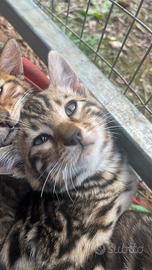 Cuccioli razza bengala