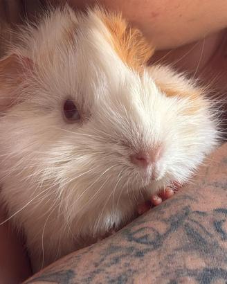 Cavie