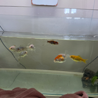 Pesci rossi sani,varie razze prezzi in descrizione