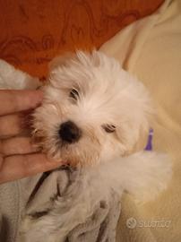 Cuccioli maltesi