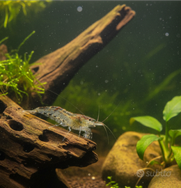 Caridina Nativa Palaemonetes Leopard BlackRed
