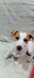Cuccioli jack Russell