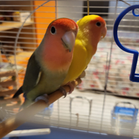 Coppia di inseparabili