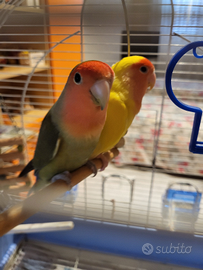 Coppia di inseparabili