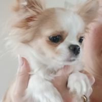 Chihuahua marche