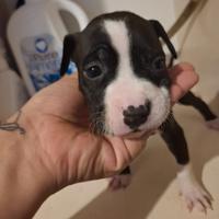 Cuccioli di pitbull america terrier