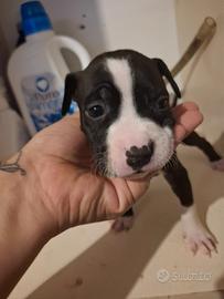 Cuccioli di pitbull america terrier